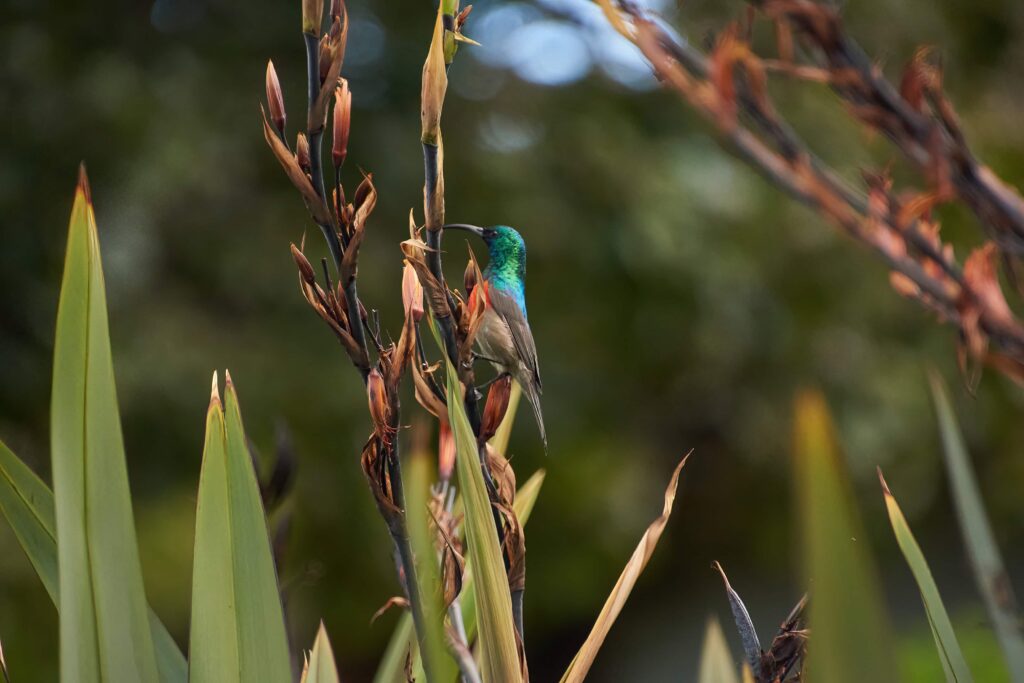 Hummingbird and flowers in the Drakensberg Mountains in South Africa