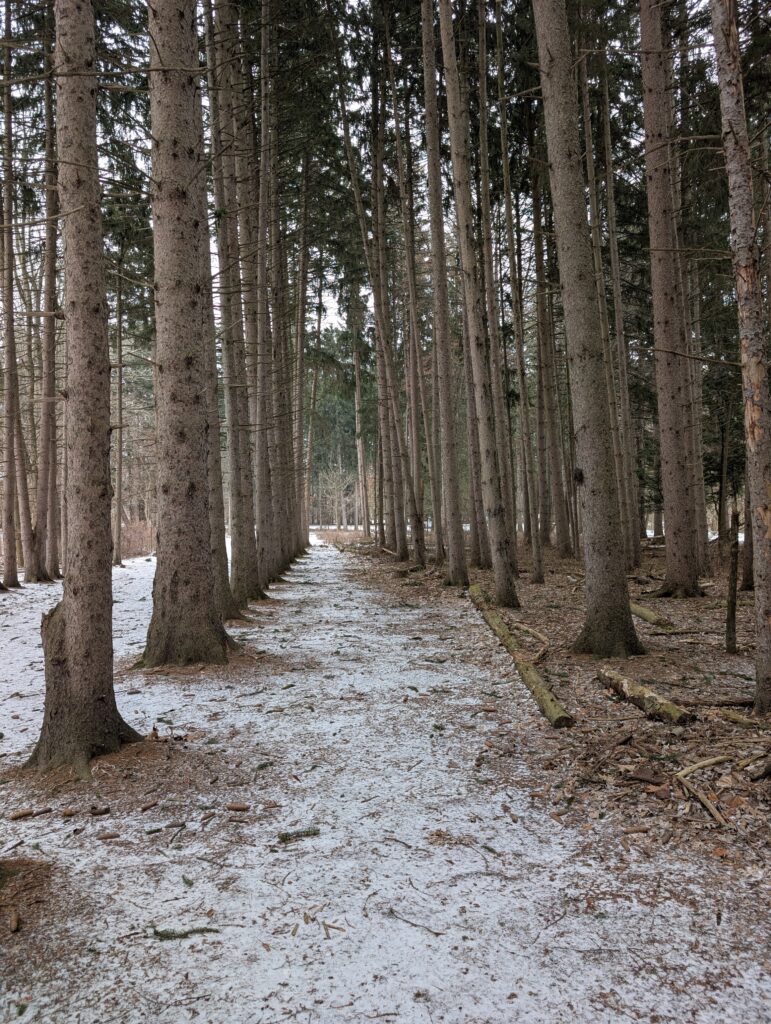 Stony Creek Metropark Sheldon Pines elopement ceremony location in winter in Shelby Township, Michigan