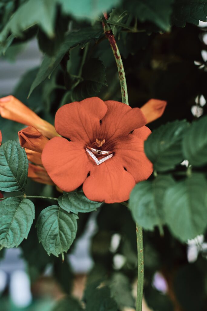 Bride's wedding ring inside a red vine flower  at Wellers in Saline, Michigan. Photo taken by 