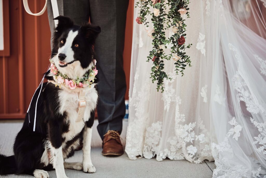 Bride and Groom's dog at Sunset Hill Wedding Barn