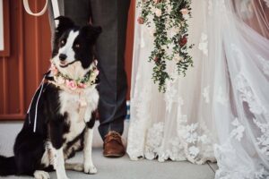 Bride and Groom's dog at Sunset Hill Wedding Barn